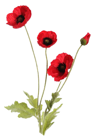 Lieutenant-Colonel John McCrea